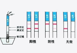 早孕测试纸正确的使用方法是