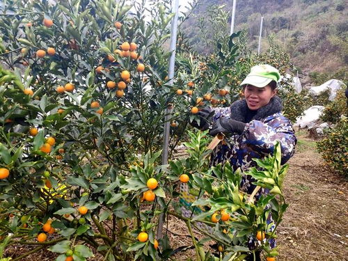 柚子树种植方法