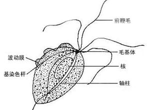 性接触会得哪些传染病