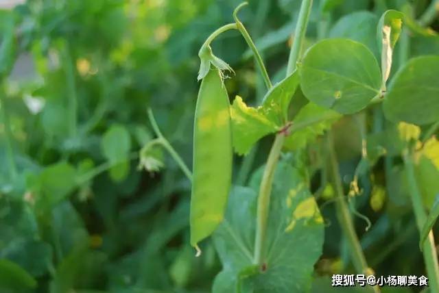 牛大力与菠菜可同食吗